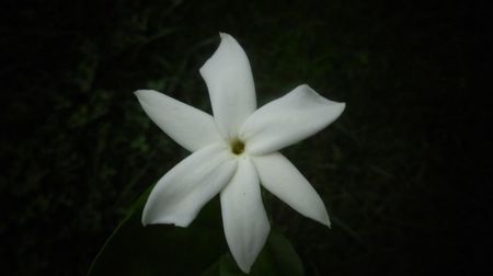Jasmin angulare