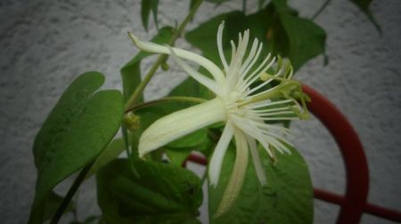 Passiflora capsularis