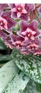 Hoya pubicalyx Reva