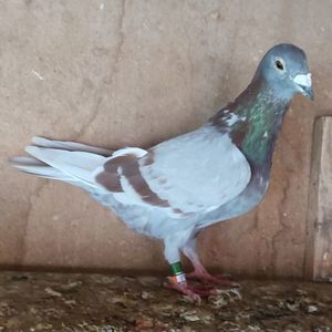 Femela 14-795