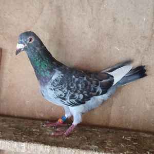 Mascul 21-003