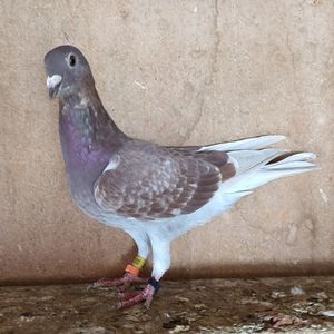 Femela 24-502