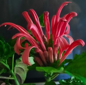 JUSTCIA CARNEA