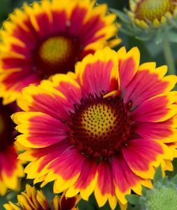 ; GAILLARDIA
