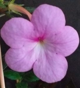 Peach Blossom