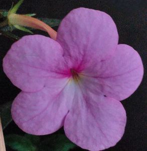 Peach Blossom