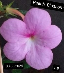 Peach Blossom
