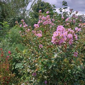 liliac mov 01.09 a doua inflorire
