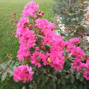 liliac roz inchis