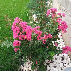 liliac roz inchis