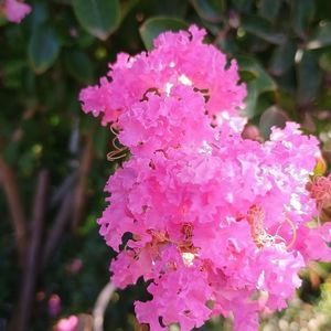 liliac Sioux