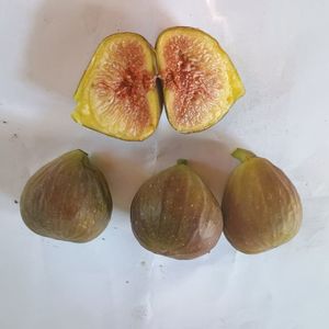 Lungo del Portugal