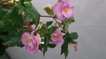 IMG-20240831-WA0053