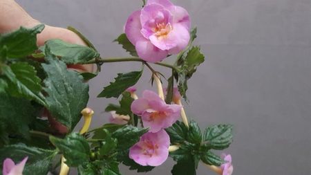 IMG-20240831-WA0057