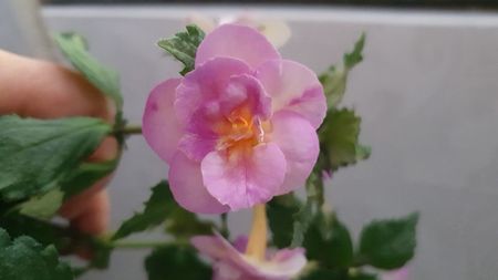 IMG-20240831-WA0059
