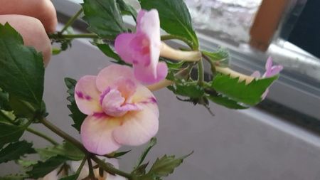 IMG-20240831-WA0063