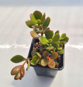 Crassula ovata - 5 lei
