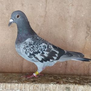 Femela 24-356
