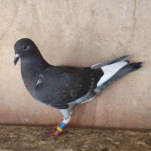 Pui 21-683