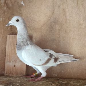 Femela 24-740