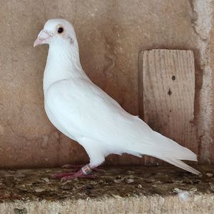 Mascul 23-109