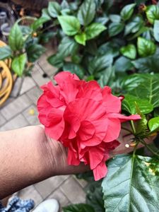 IMG20240827100733