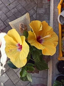 IMG20240706101953