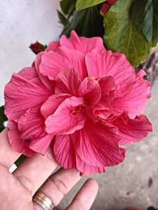 IMG20240625170429