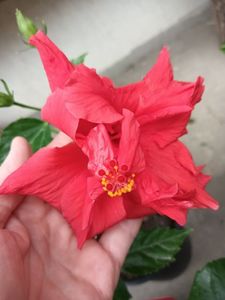 IMG20240528095238