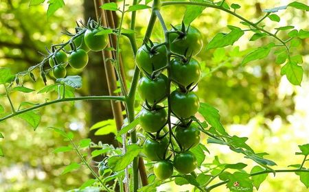 Cherry Green Tomatoes