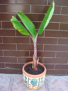 Puiul