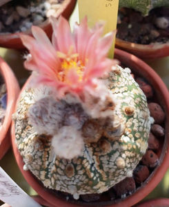 Astrophytum asterias cv Superkabuto