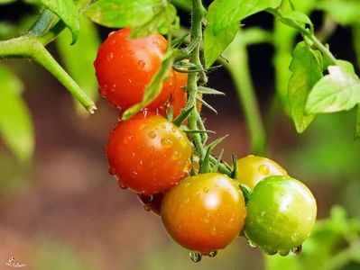Cheries Tomatoes