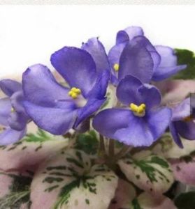 N Kot Bajun poza net