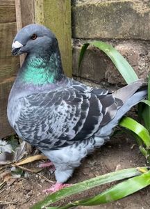 1-0 2024 , la năpârlire .poza în flori.