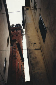 Luca - Torre Guinigi