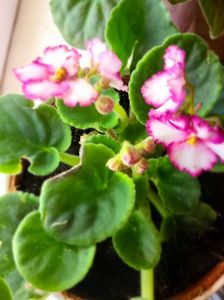 05.09.2024; Violeta
