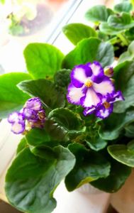 05.09.2024; Violeta
