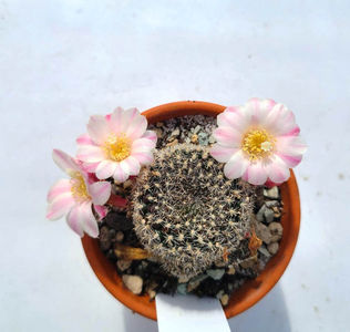 Aylostera espinosae
