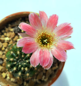 Lobivia little wonder