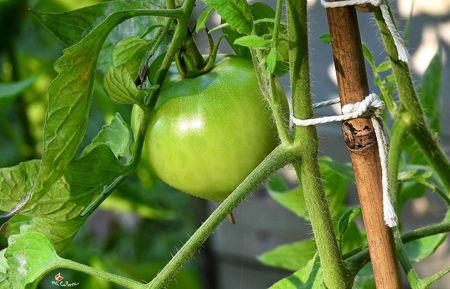 Green Tomatoes 1