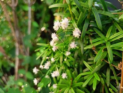 Thalictrum delavayi Hewitt's Double