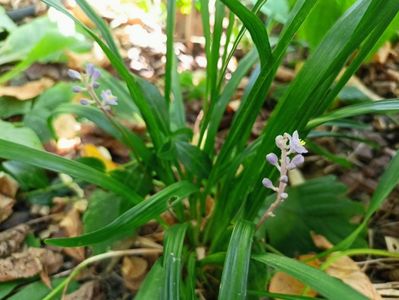 Liriope