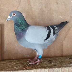 Mascul 21-982....-10 lei