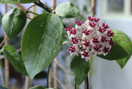 Hoya Patricia - foto net