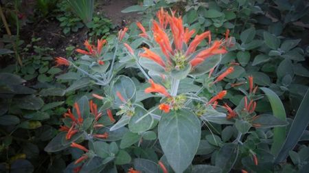 Dicliptera in gradina