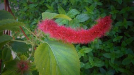 Acalypha abia acum a observat vara...