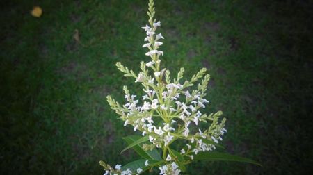 Aloysia citriodora