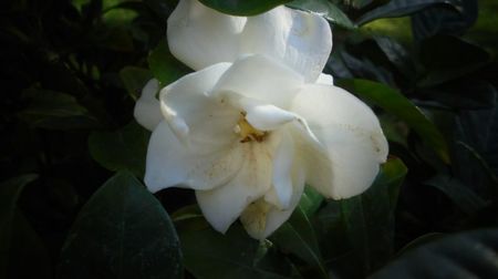 Jasminoides "Augusta",cred si