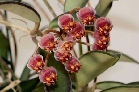Hoya Anncajanoae